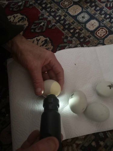 test av befruktade ägg